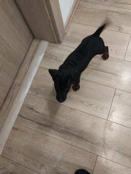 Predám šteniatka JAGDTERRIÉRA - 3