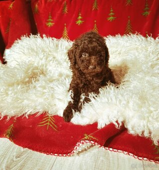 Pudel toy chocolate - 3