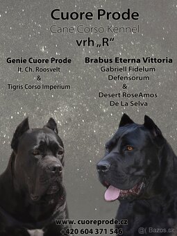 Cane Corso s PP FCI - SAMEC - 3