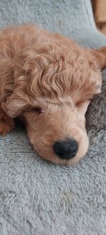 Pudel ( pudlik ) s pp MADA fenka - 3