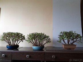 Sukulentné bonsai - 3
