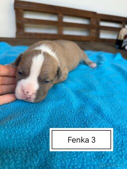 Šteniatka Americký stafordšírský teriér, staford, staffy - 3