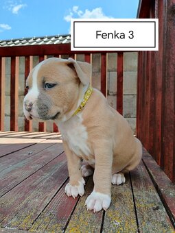 Šteniatka Americký stafordšírský teriér, staford, staffy - 3