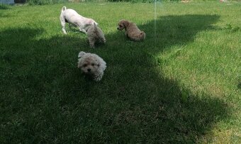 Predám šteniatka maltipoo. - 3