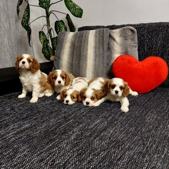 Cavalier king charles Spaniel - 3