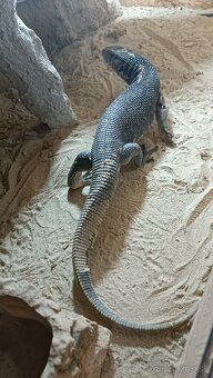 Varan stepny - predám/vymenim - 3