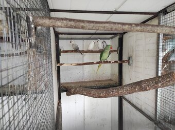 Alexander velký - 3