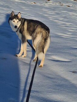 Sibírsky húsky - 3