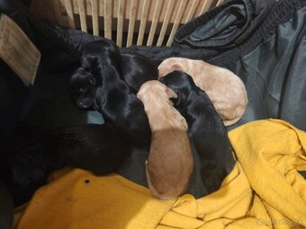 Darujem šteniatka - 3