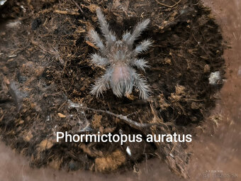 Pavúk, vtáčkár, tarantula - 3