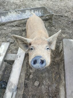 Mangalica - 3