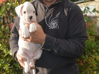 Nemecký boxer- bielý psík s PP - 3