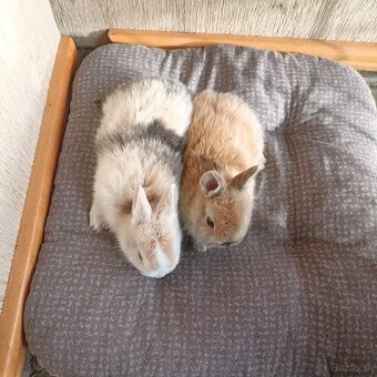 Ponúkame izbové zajačiky - 3