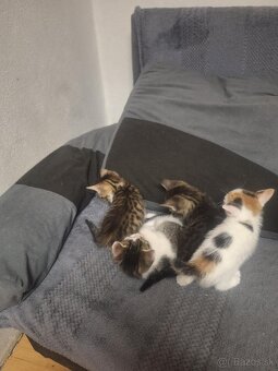 Darujem mačiatka - 3