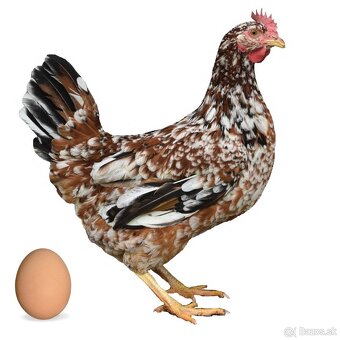 Nosnice, mládky, kuriatka - 3