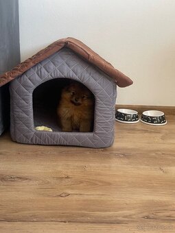 Pomeranian Psík - 3