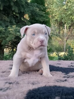 American bully - 3