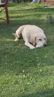 Labrador - 3