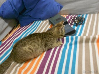 Darujem mačiatko - 3