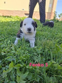 Border collie - 3
