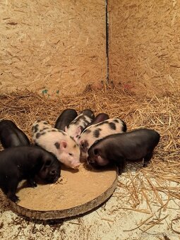 Vietnamske prasiatka - 3