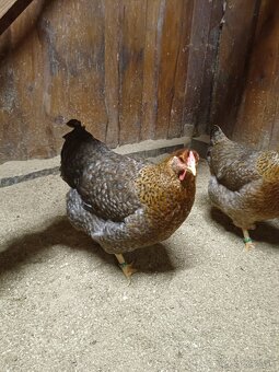 ORAVKA RODOVOSFARBENÁ - 3