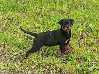 Rotvajler, rottweiler, rtw - 3