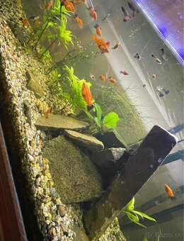 125L Akvákrium + vybavenie - 3
