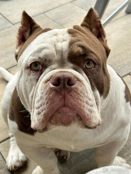 American Bully - 3