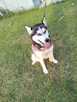 Sibírsky husky - 3