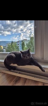 Predám čistokrvné britské kocúriky – roční súrodenci - 3