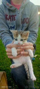 Darujem Mačiatka - 3