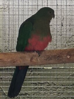 Predaj papagájov - 3