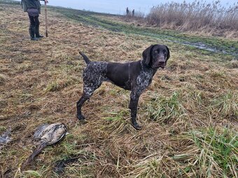 Nemecky kratkosrty stavac - 3