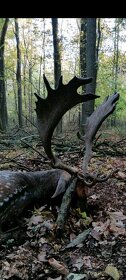 Polovačka na jelene maďarsku - 3