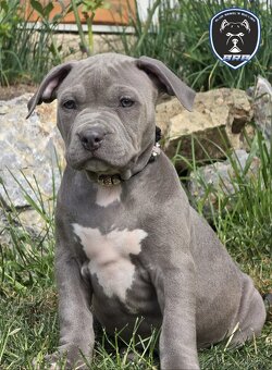 Fenka American Bully XL s pp - 3