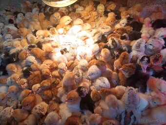 Ponúkame 4 dňové kuriatka cena 1,4€vhode na vajcia aj mäso - 3