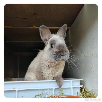 zakrslý kuní modrý králiček - 3