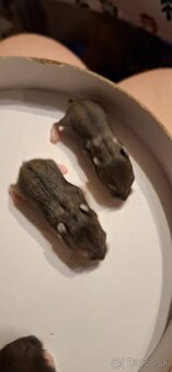 Predám škrečky - 3