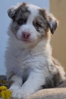 Border collie, kolia - 3