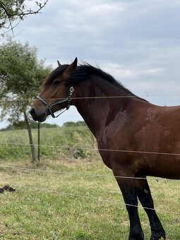 Predám kobylku Norik Muránsky - 3