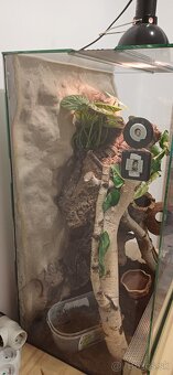 Pagekon riasnaty a terarium - 3