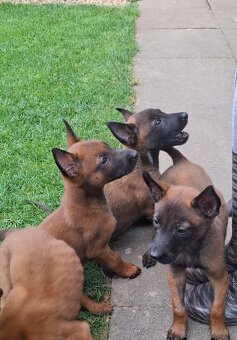 Belgický ovčiak malinois - 3