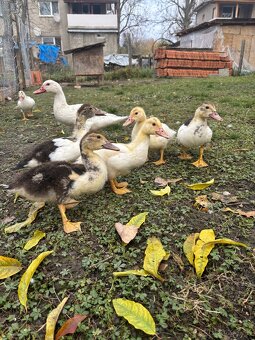 Pyžmové kačice - 3