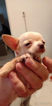 Extra mini.civava - 3