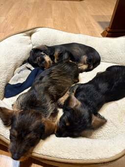 jazvečik hrubosrstý - 3