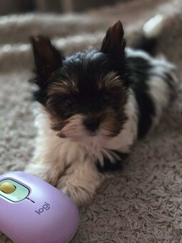 Biewer yorkshire terier Monty - 3