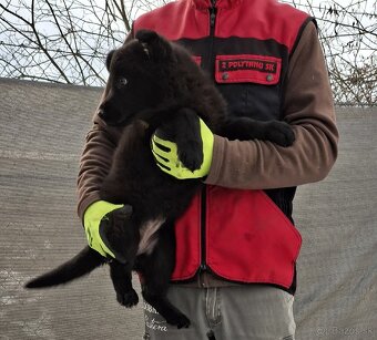 Nemecký ovčiak - 3