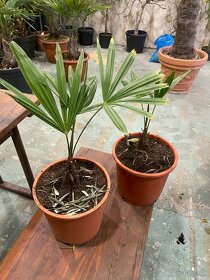 Mrazuvzdorná palma Trachycarpus Fortunei - 3