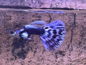 Gubka japan blue mosaic - 3